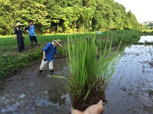 田植え